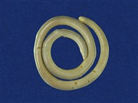 藏品(盲蛇)的圖片